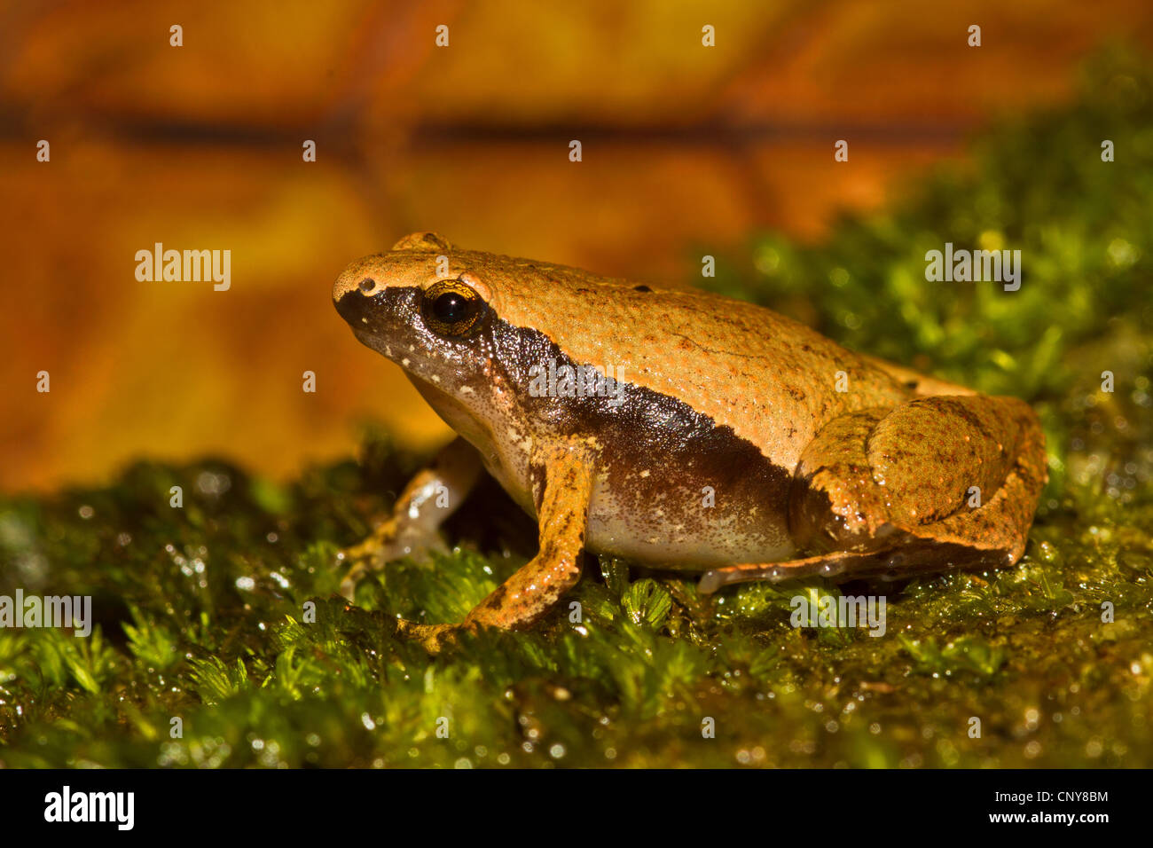 Black-spotted Sticky Frog (Kalophrynus pleurostigma), sitting on moss, Thailand, Phuket Stock Photo