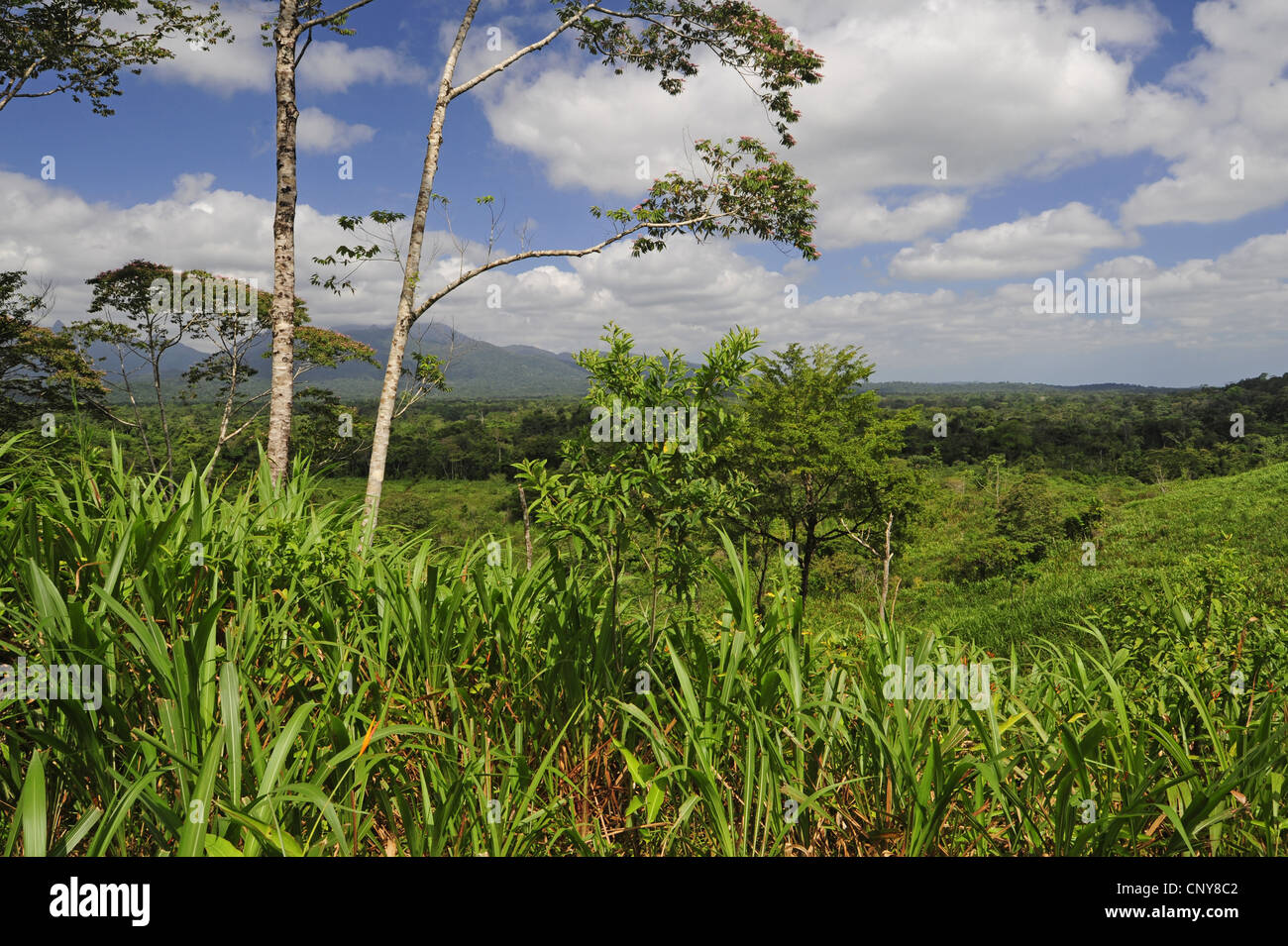 sugar cane (Saccharum officinarum), cultivated sugar cane in a tropical ...