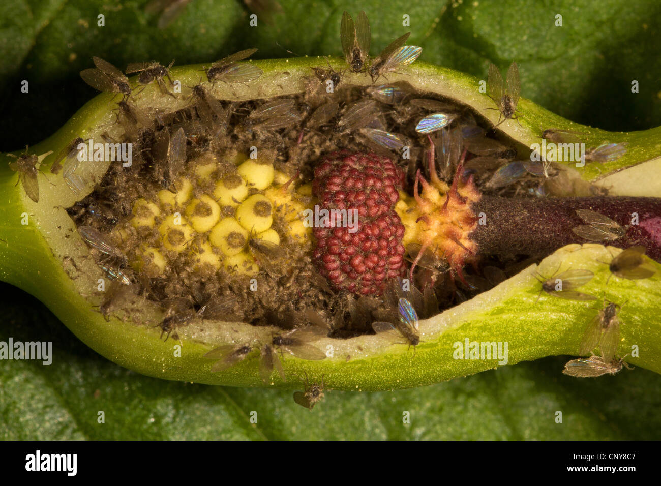 moth flies (Psychoda phalaenoides), siting in an sliced inflorescence of arum, Germany, Bavaria Stock Photo