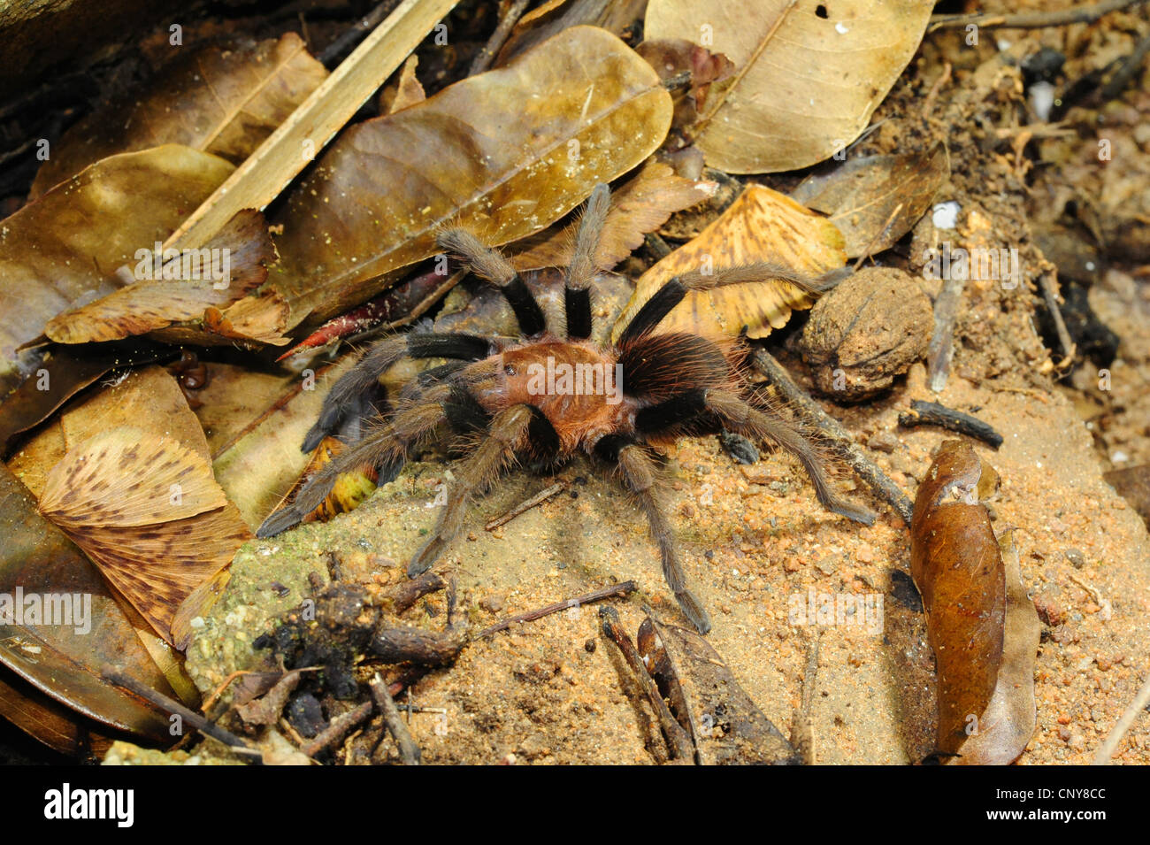 bird spider, Honduras, Roatan Stock Photo - Alamy