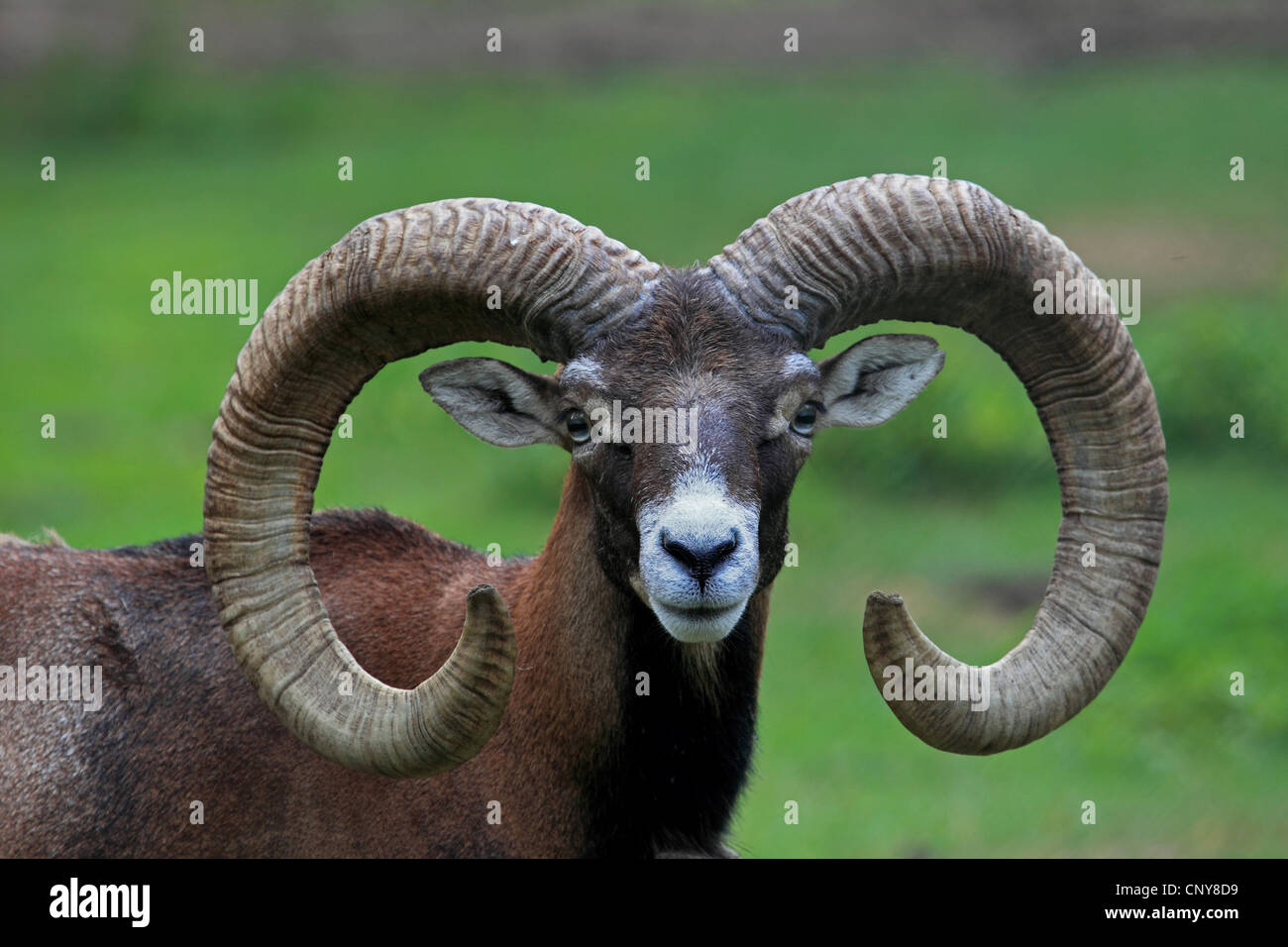 Mouflon (Ovis musimon, Ovis gmelini musimon, Ovis orientalis musimon), ram, portrait Stock Photo