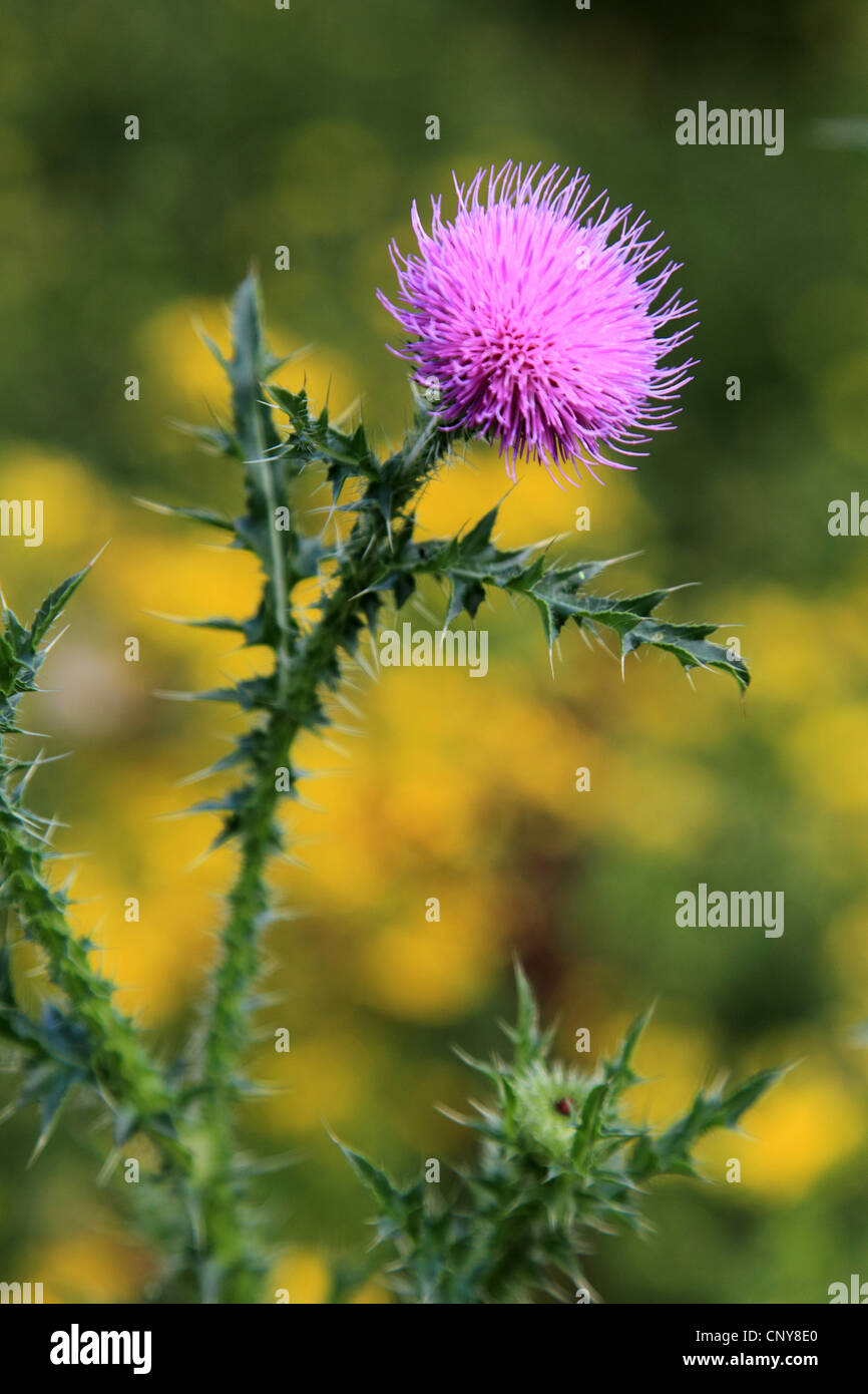 acanthus thistle, plumeless thistle, curled thistle (Carduus acanthoides), blooming, Germany Stock Photo