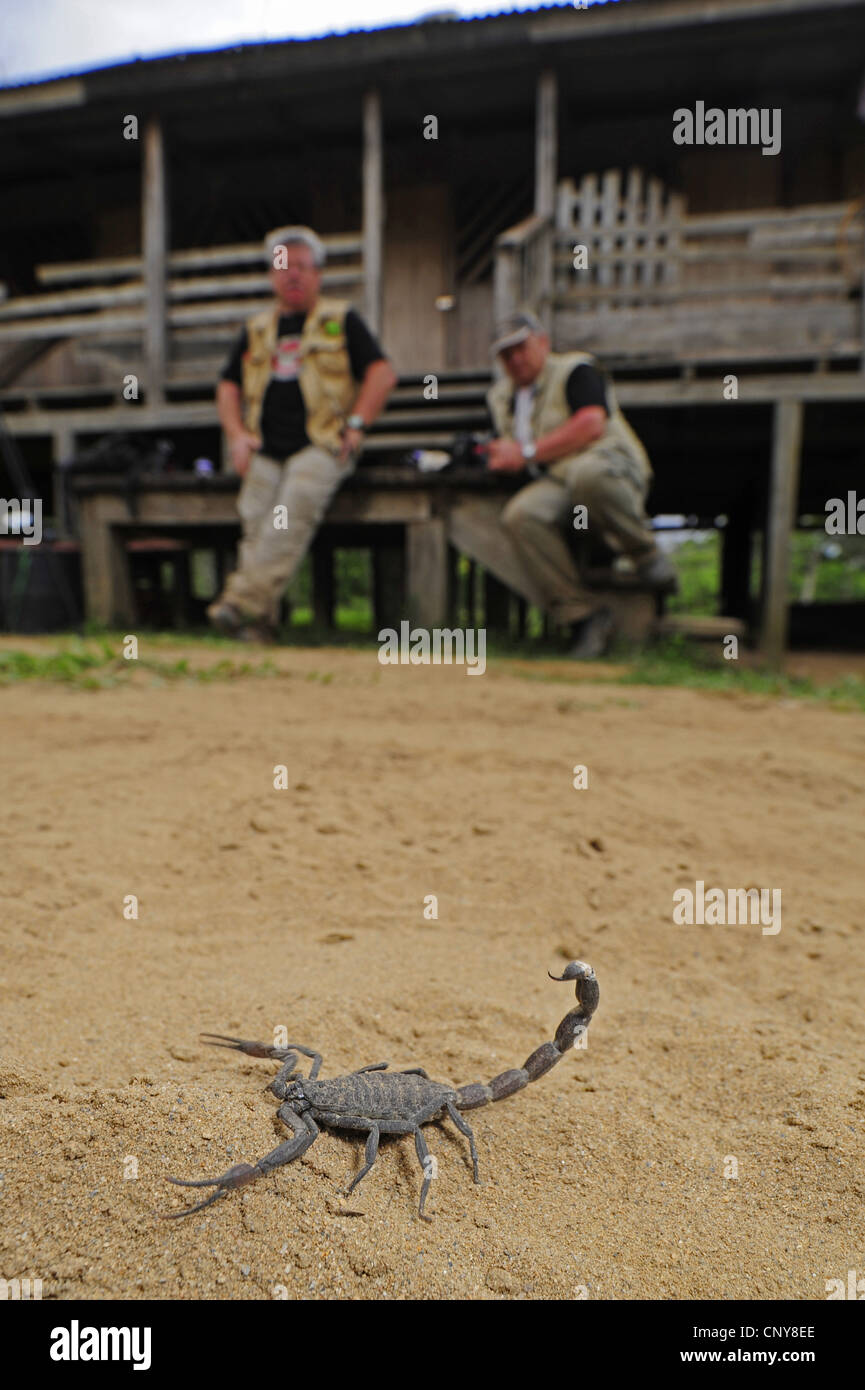 two men watching a scorpion sitting in sand in front of a wooden hut, Honduras, La Mosquitia, Las Marias Stock Photo