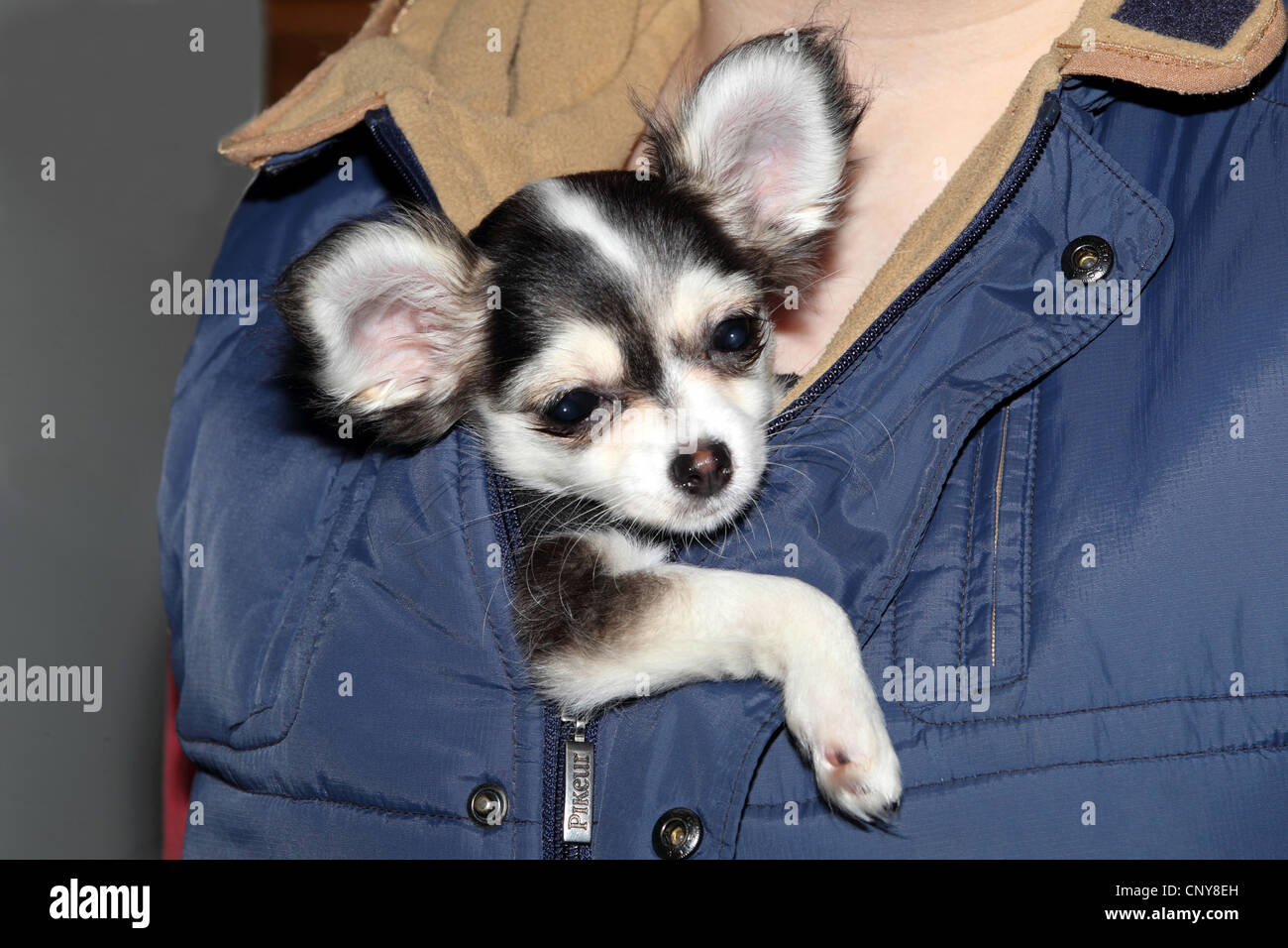 Chihuahua (Canis lupus f. familiaris), Chihuahua sticking in a man's jacket Stock Photo