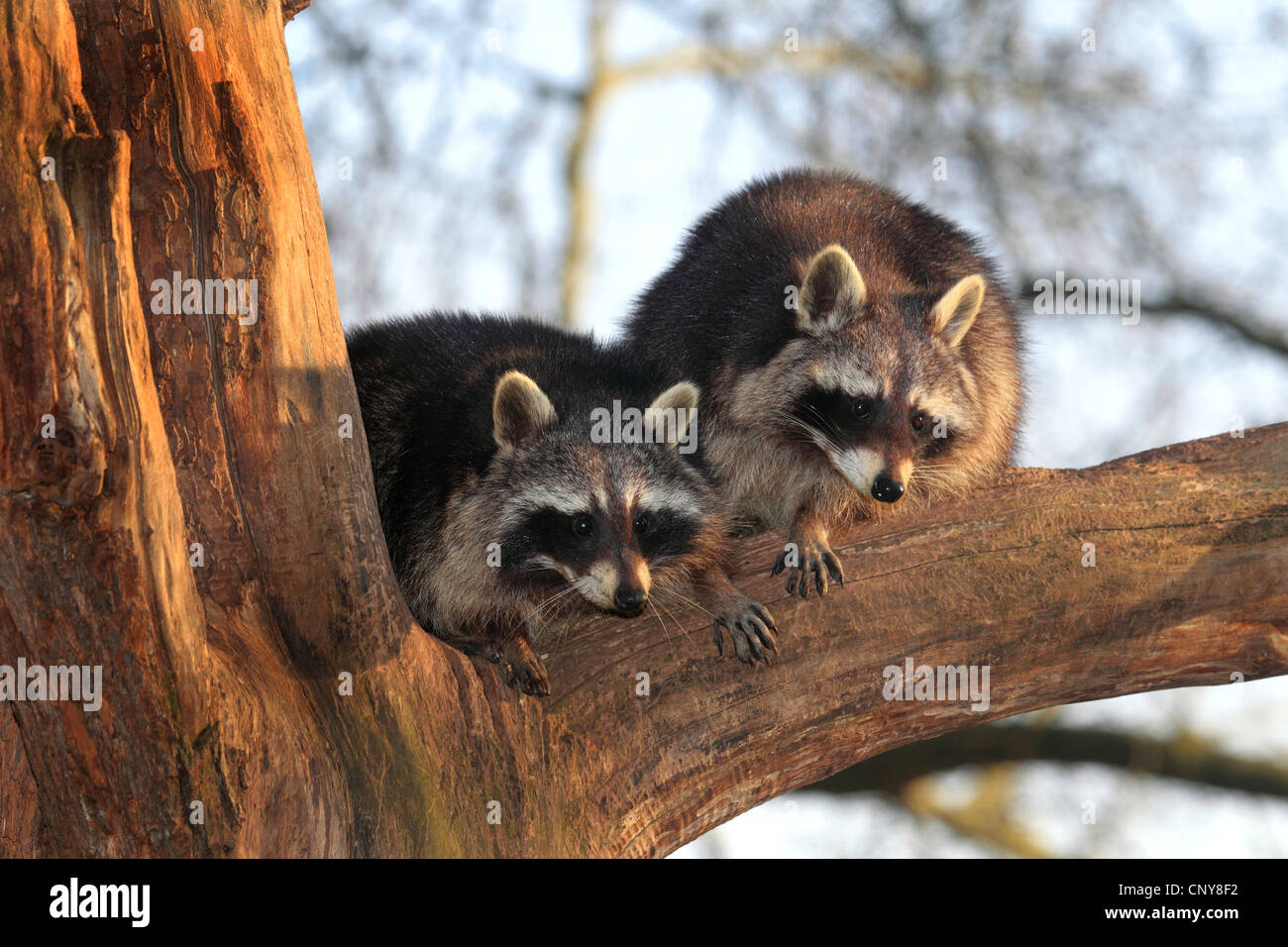 common raccoon (Procyon lotor), two raccoons on a tree, Germany Stock Photo