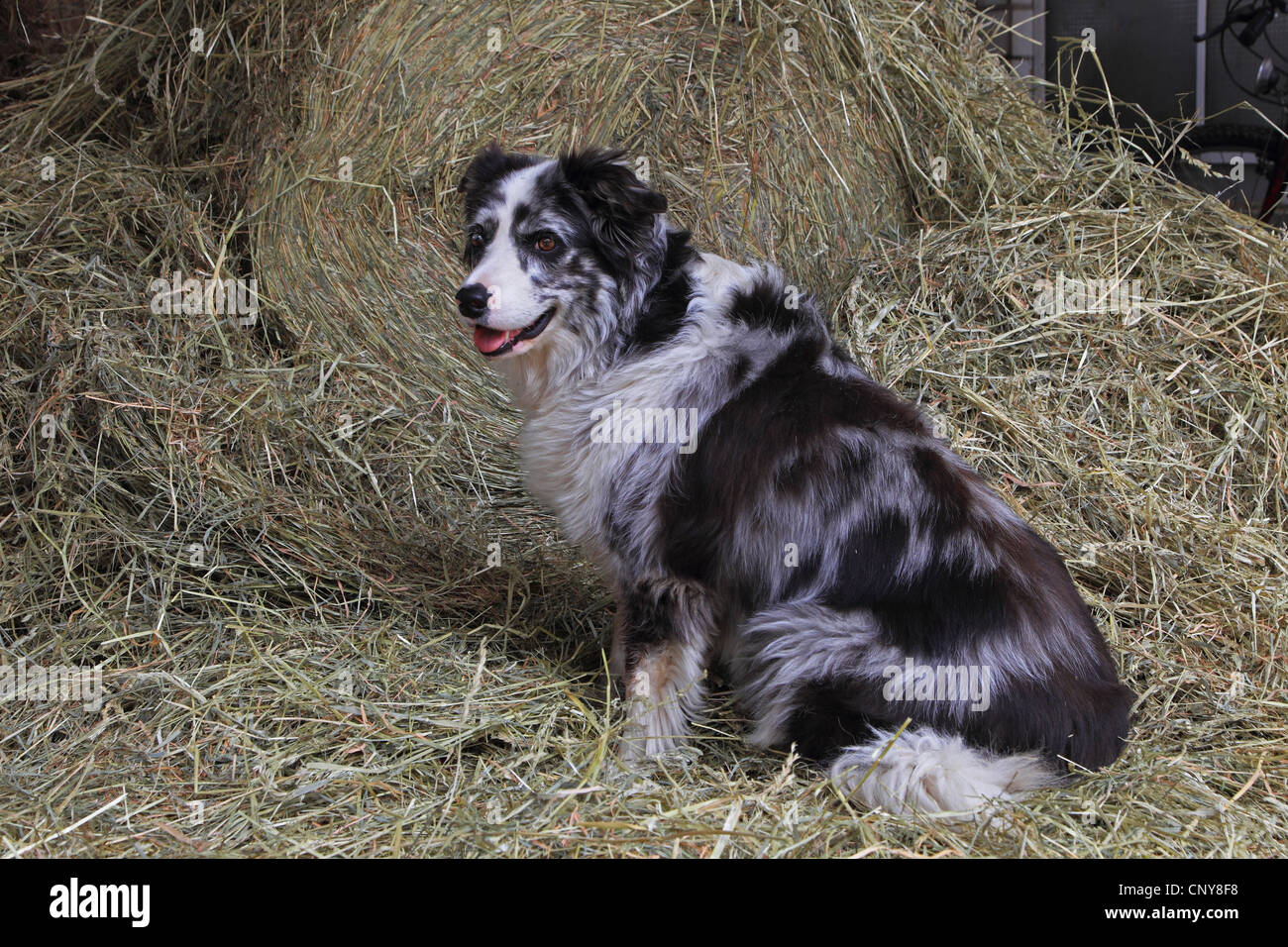 Australian Shepherd (Canis lupus f. familiaris), sitting in straw Stock Photo