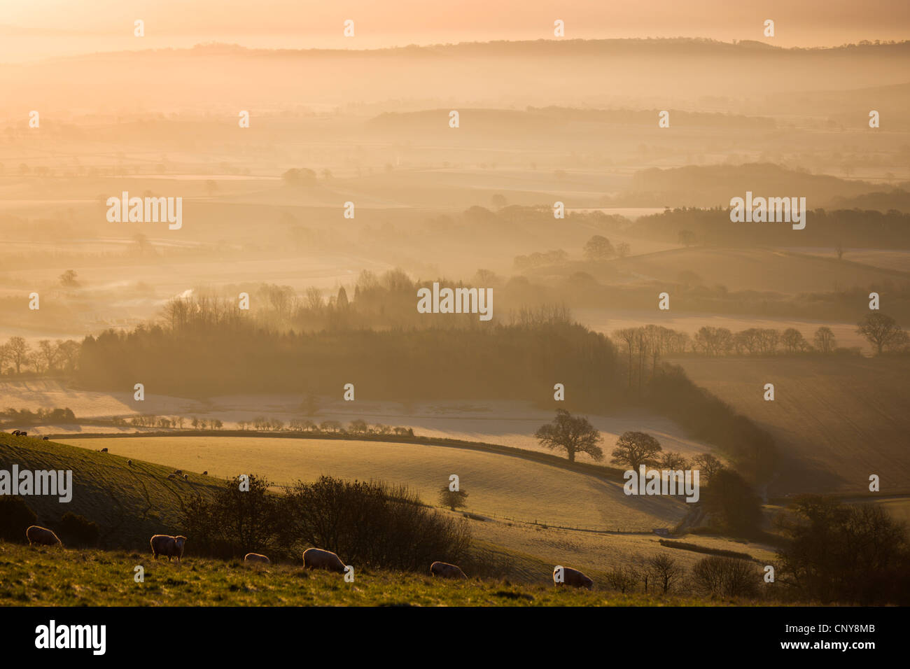 Sheep grazing on Raddon Hill, overlooking frosty and misty countryside, Mid Devon, England. December 2008 Stock Photo