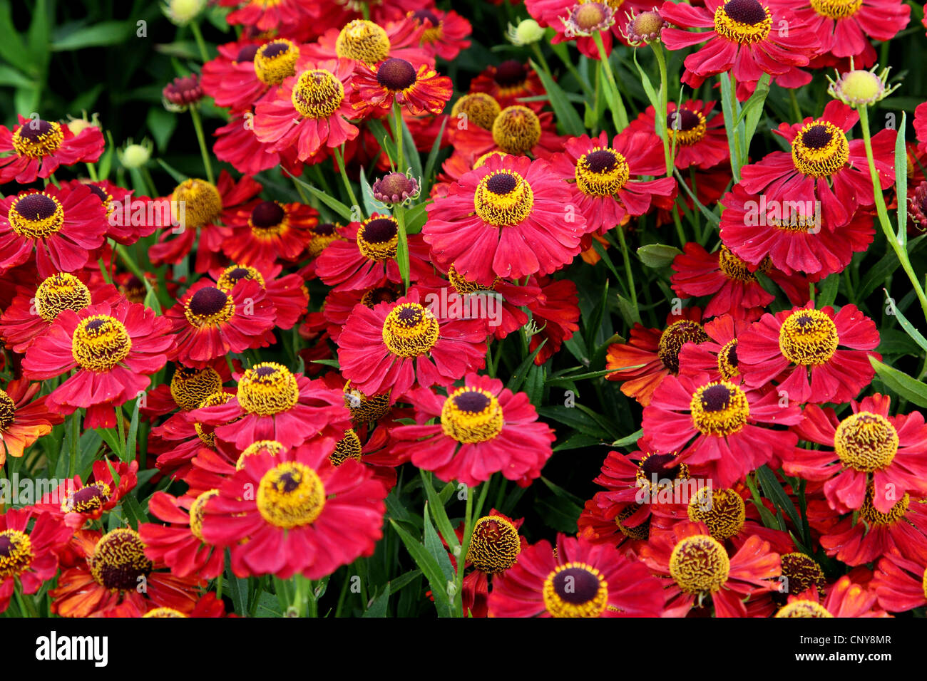 Sneezeweed (Helenium 'Rubinzerg'), blooming Stock Photo