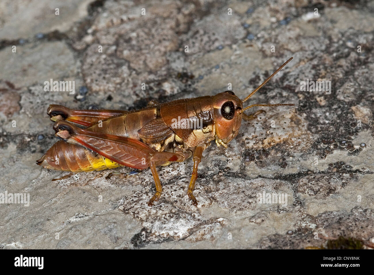 brown mountain grasshopper (Podisma pedestris), sitting on rock Stock Photo