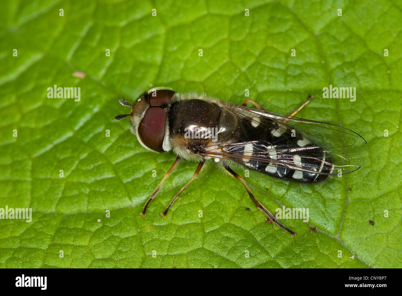 Cabbage aphid hover fly (Scaeva pyrastri), male sitting on a leaf Stock Photo