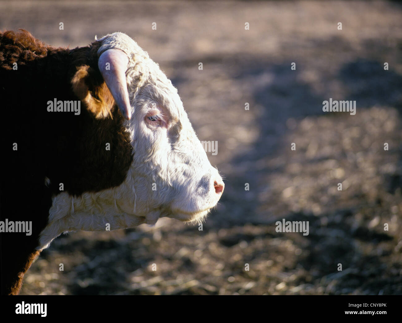 Profile of a single Hereford beef cattle bull on a Gallatin Valley ranch, summer, Montana, USA Stock Photo