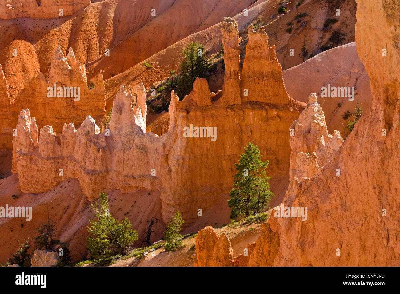 eroded rock formation in Bryce Canyon, USA, Utah, Bryce Canyon National Park, Colorado Plateau Stock Photo