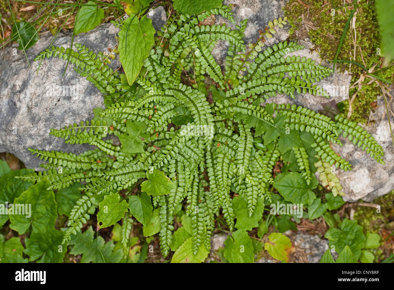 green spleenwort (Asplenium viride), growing on a rock, Germany Stock Photo