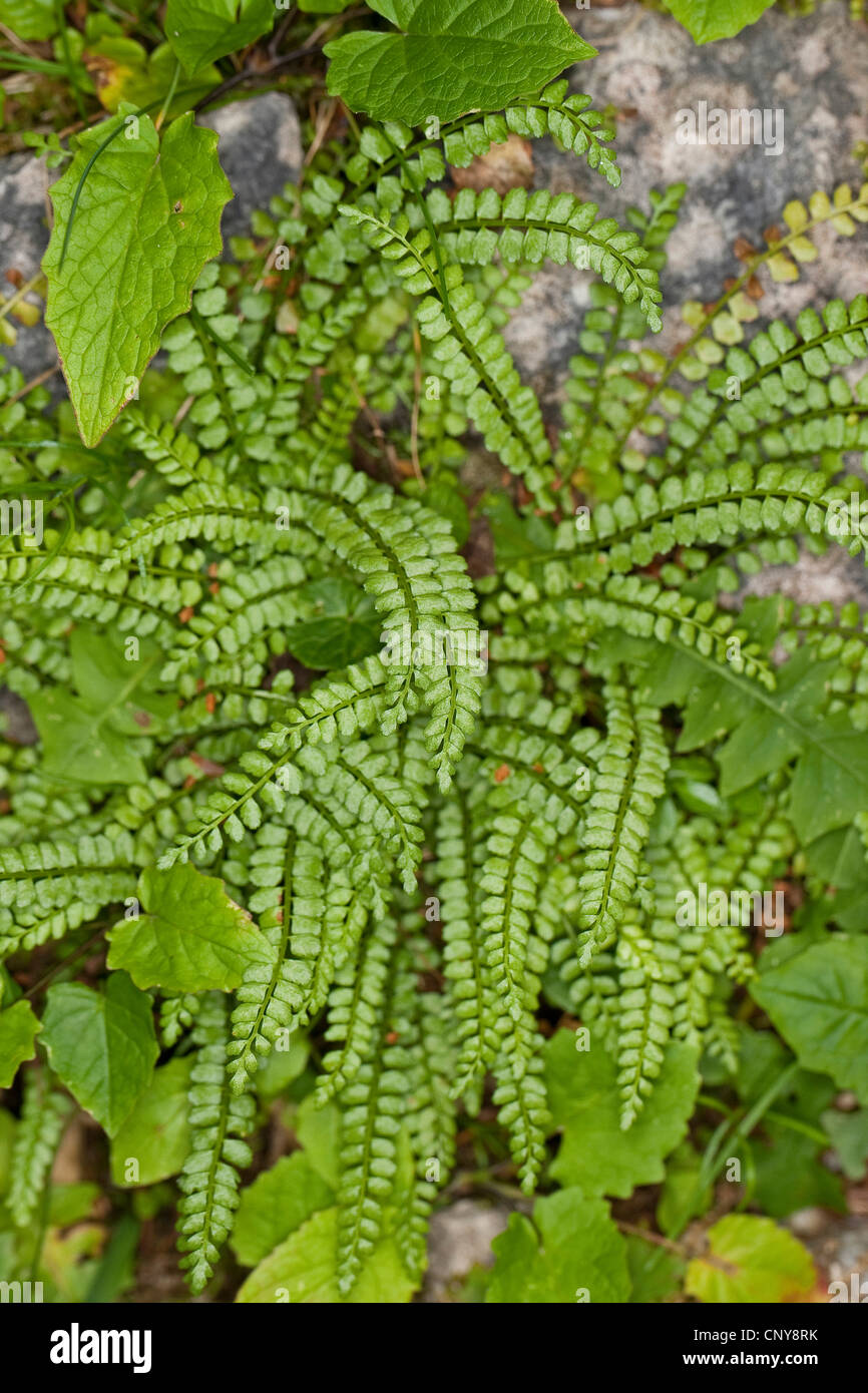 green spleenwort (Asplenium viride), growing on a rock, Germany Stock Photo