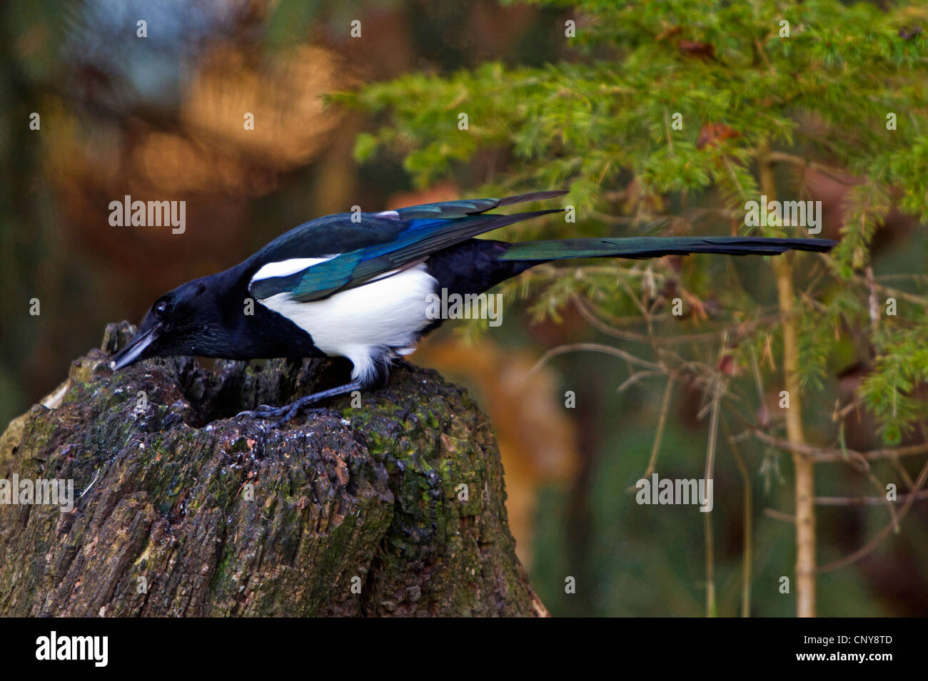 black-billed magpie (Pica pica), sitting on a tree snag, Germany, Bavaria Stock Photo
