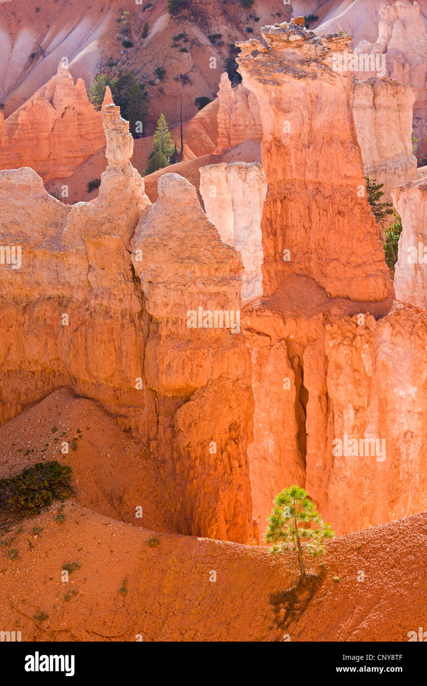 ponderosa pine, western yellow pine, blackjack pine, bull pine (Pinus