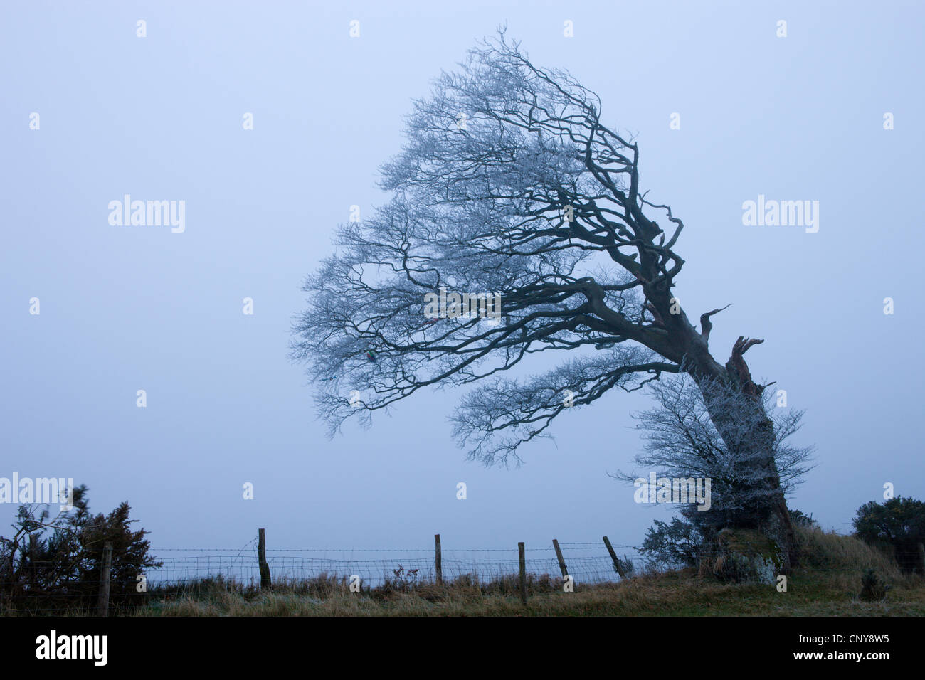 Windswept tree coated in hoar frost on foggy evening at Raddon Hill, Devon, England. January 2009 Stock Photo