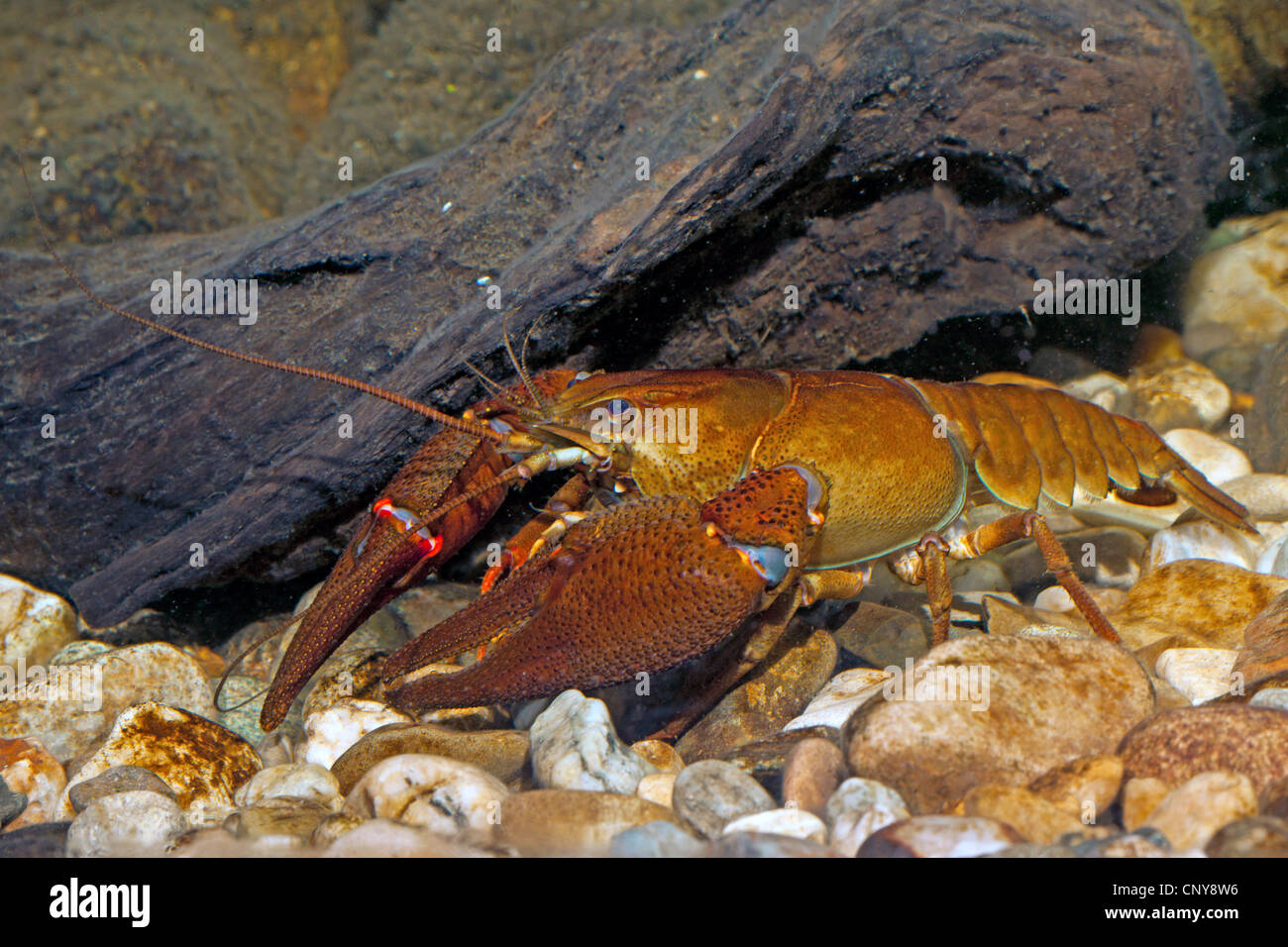 noble crayfish (Astacus astacus), male on pebble ground Stock Photo
