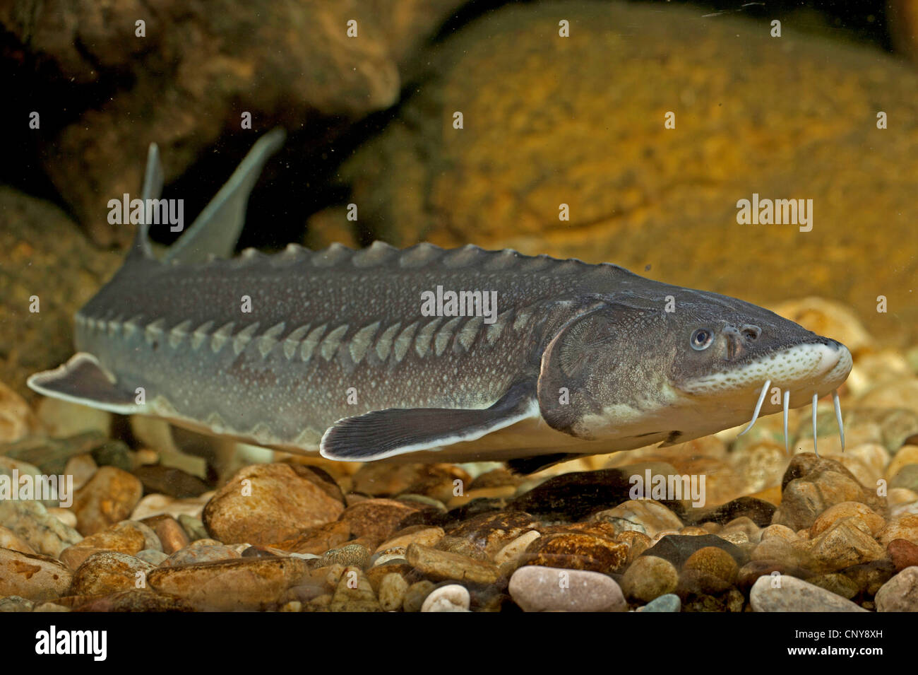 Adriatic sturgeon hires stock photography and images Alamy