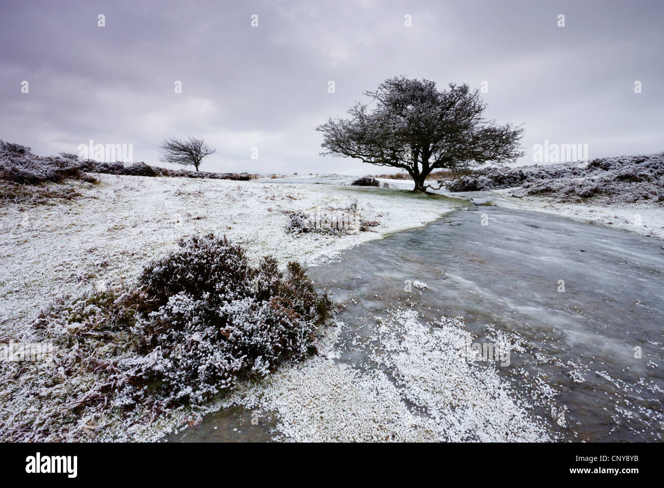 Snow and ice on Porlock Common in Winter, Exmoor National Park, Somerset, England. January 2009 Stock Photo