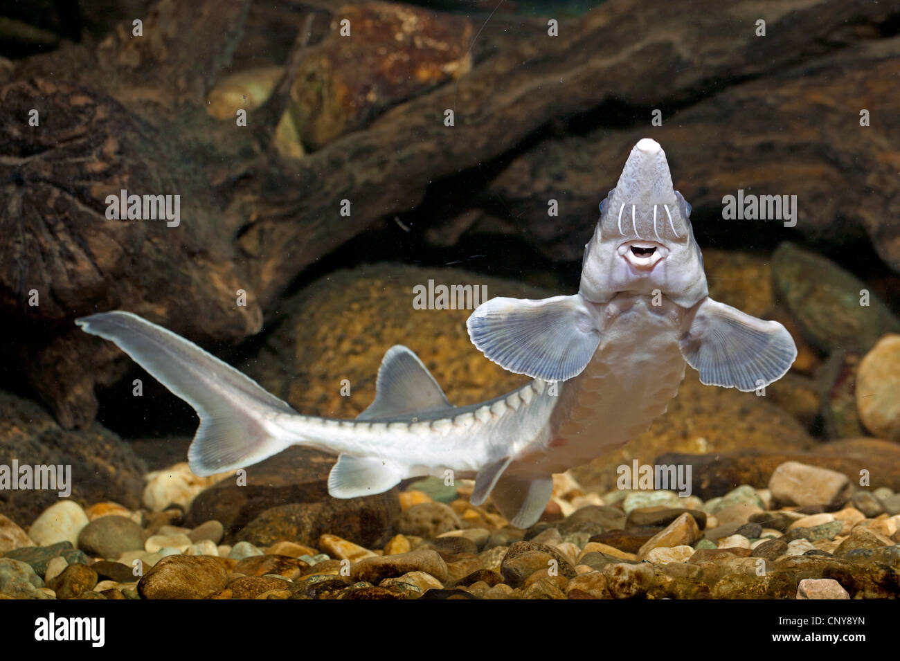 Atlantic sturgeon (Acipenser oxyrhynchus) Stock Photo