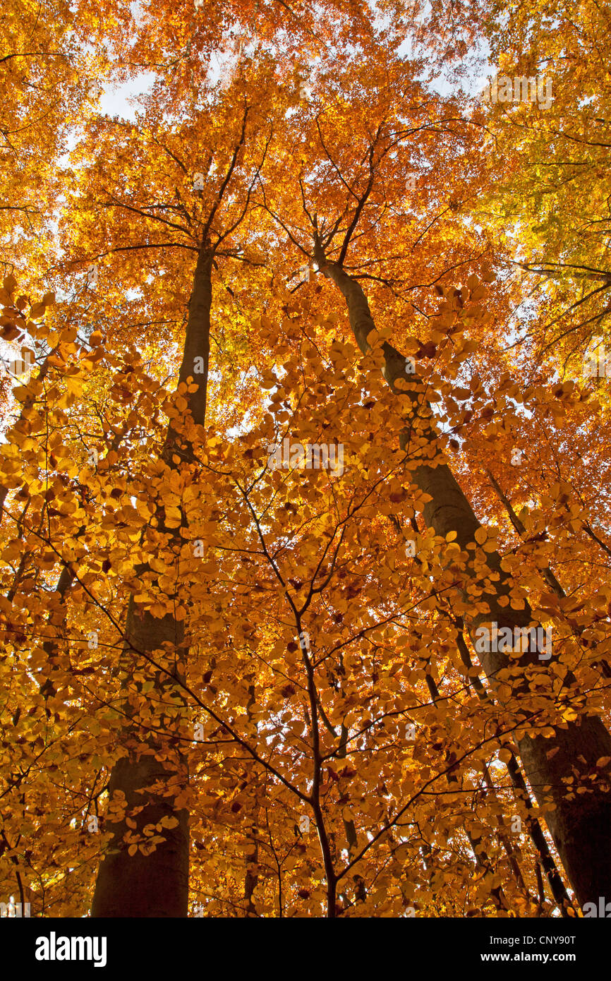 common beech (Fagus sylvatica), beech forest in autumn colour, Germany, Bavaria Stock Photo