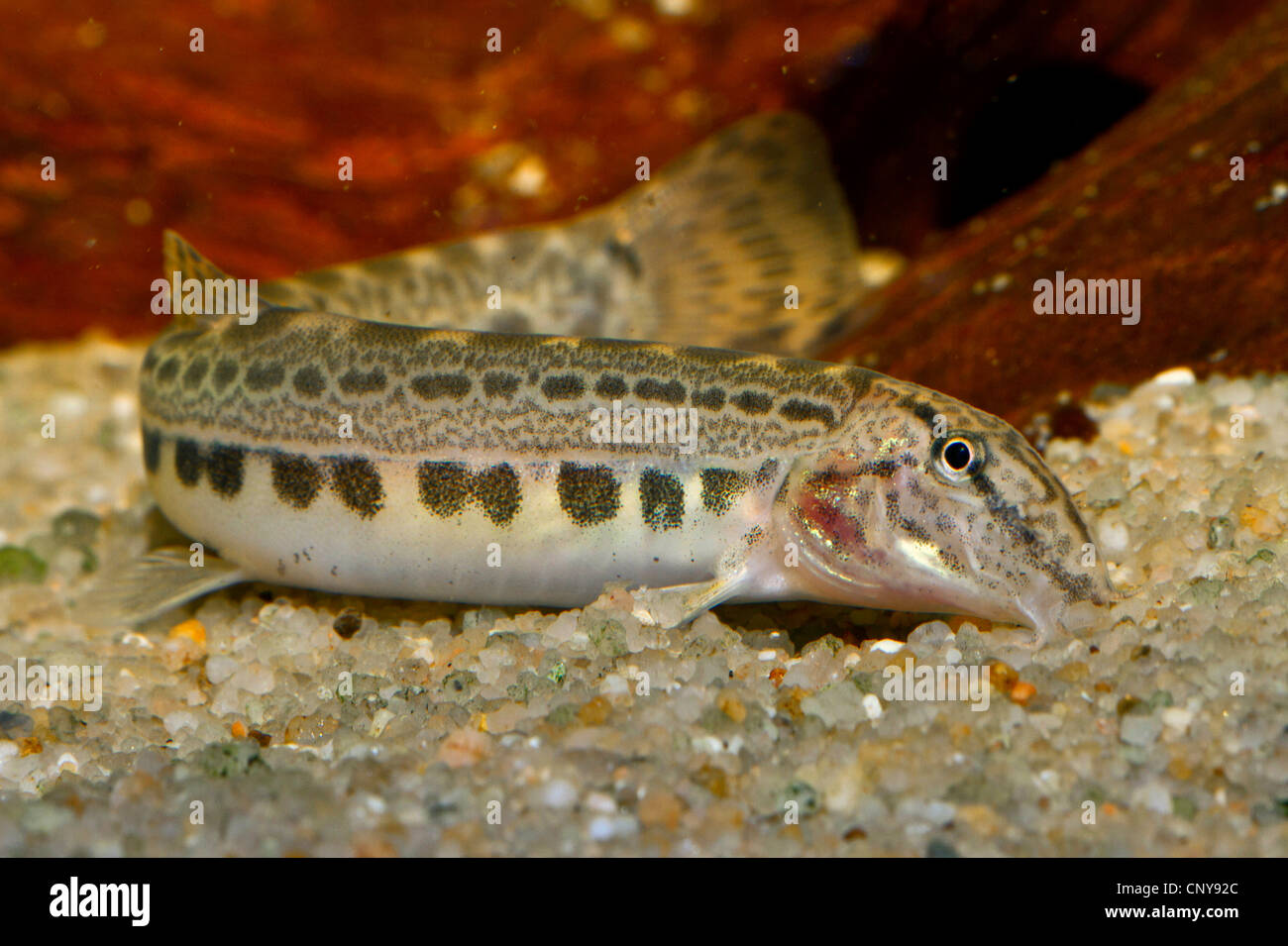 Balkan loach (Cobitis elongata), female chewing sand Stock Photo