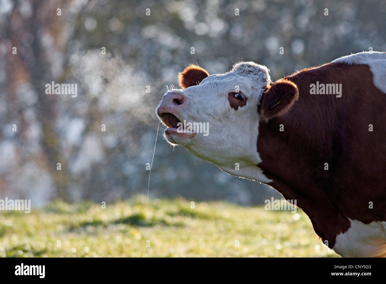 domestic cattle (Bos primigenius f. taurus), lowing cow standing on a pasture, Germany, Bavaria Stock Photo