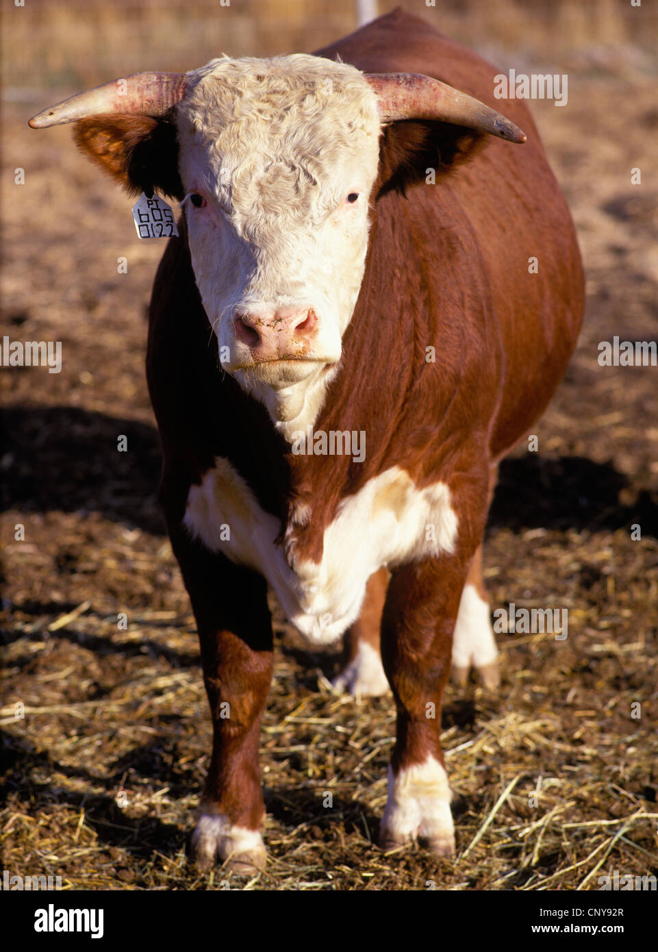 White cattle with horns hires stock photography and images Alamy