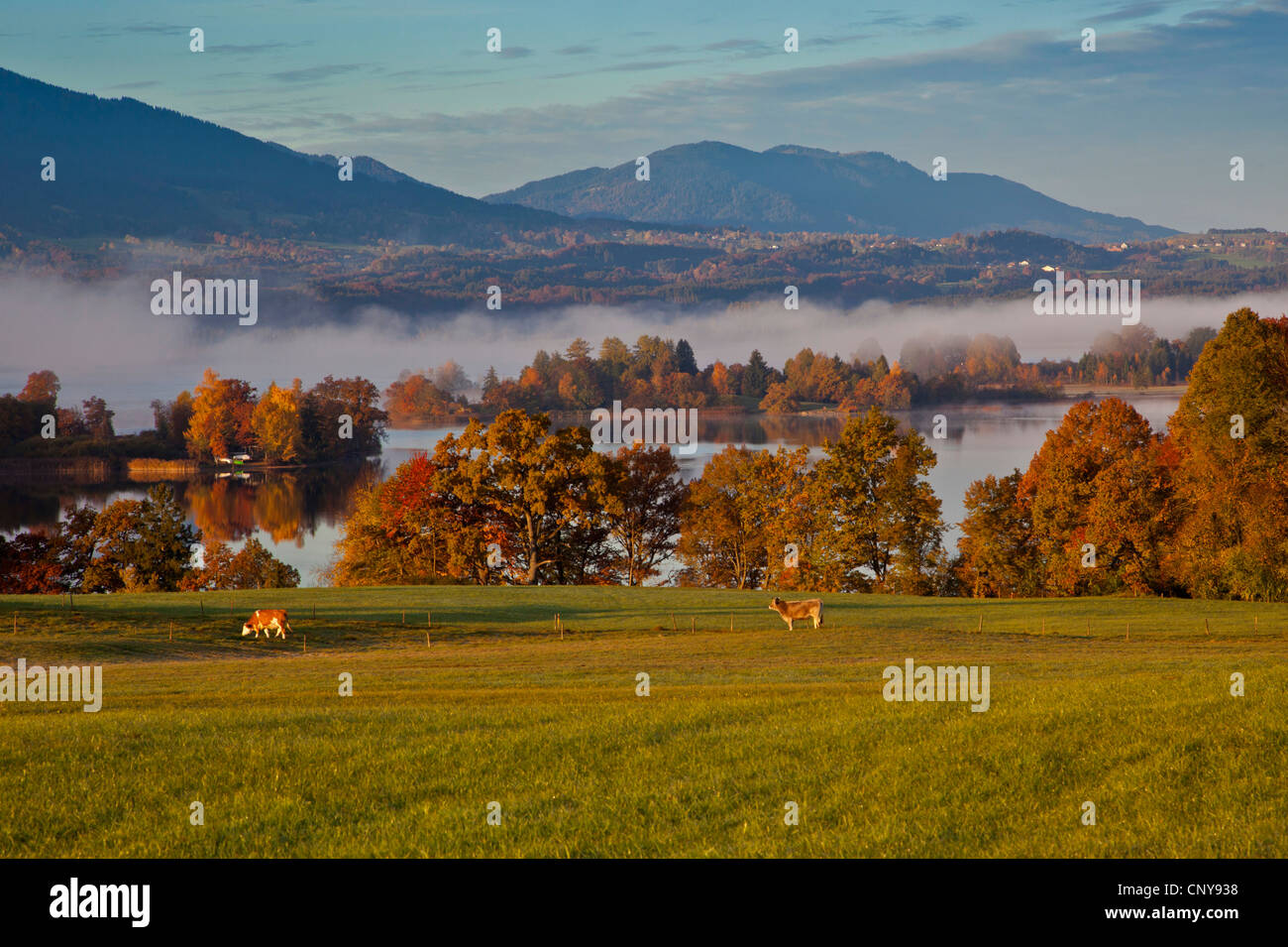 domestic cattle (Bos primigenius f. taurus), Lake Staffel, Staffelsee, in morning mist in autumn, Germany, Bavaria Stock Photo