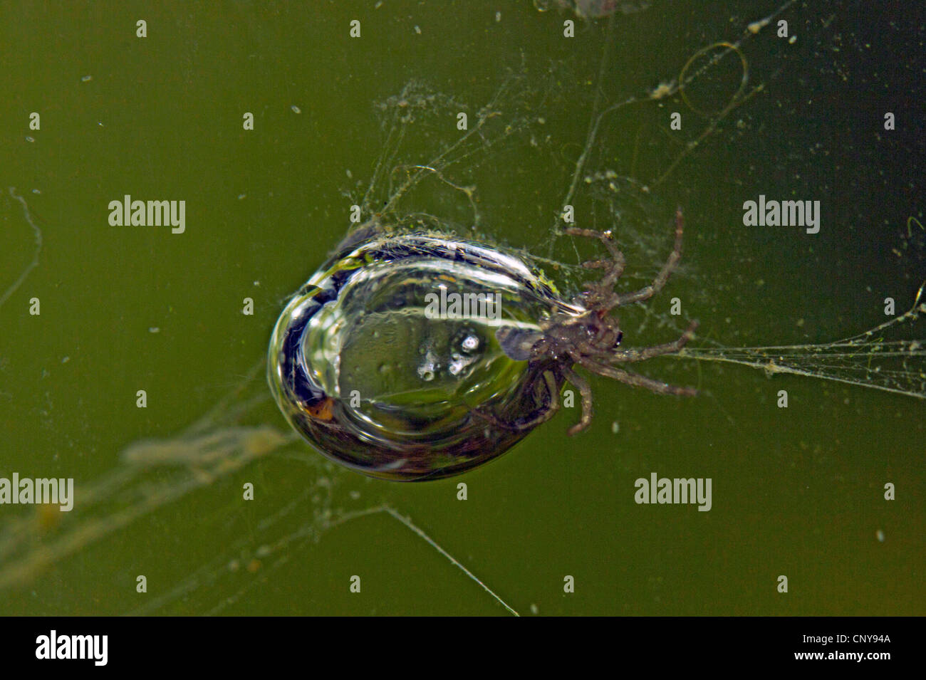 The Diving Bell Spider Encases Its Abdomen in an Air Bubble 