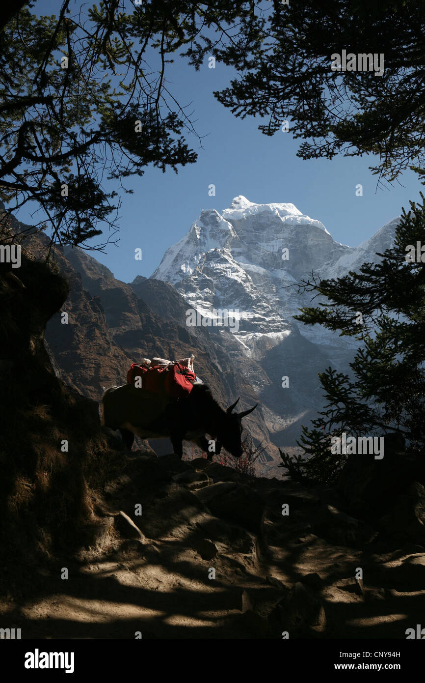 Mount Kangtega (6,782 m) in the Himalayas in Khumbu region, Nepal. Stock Photo