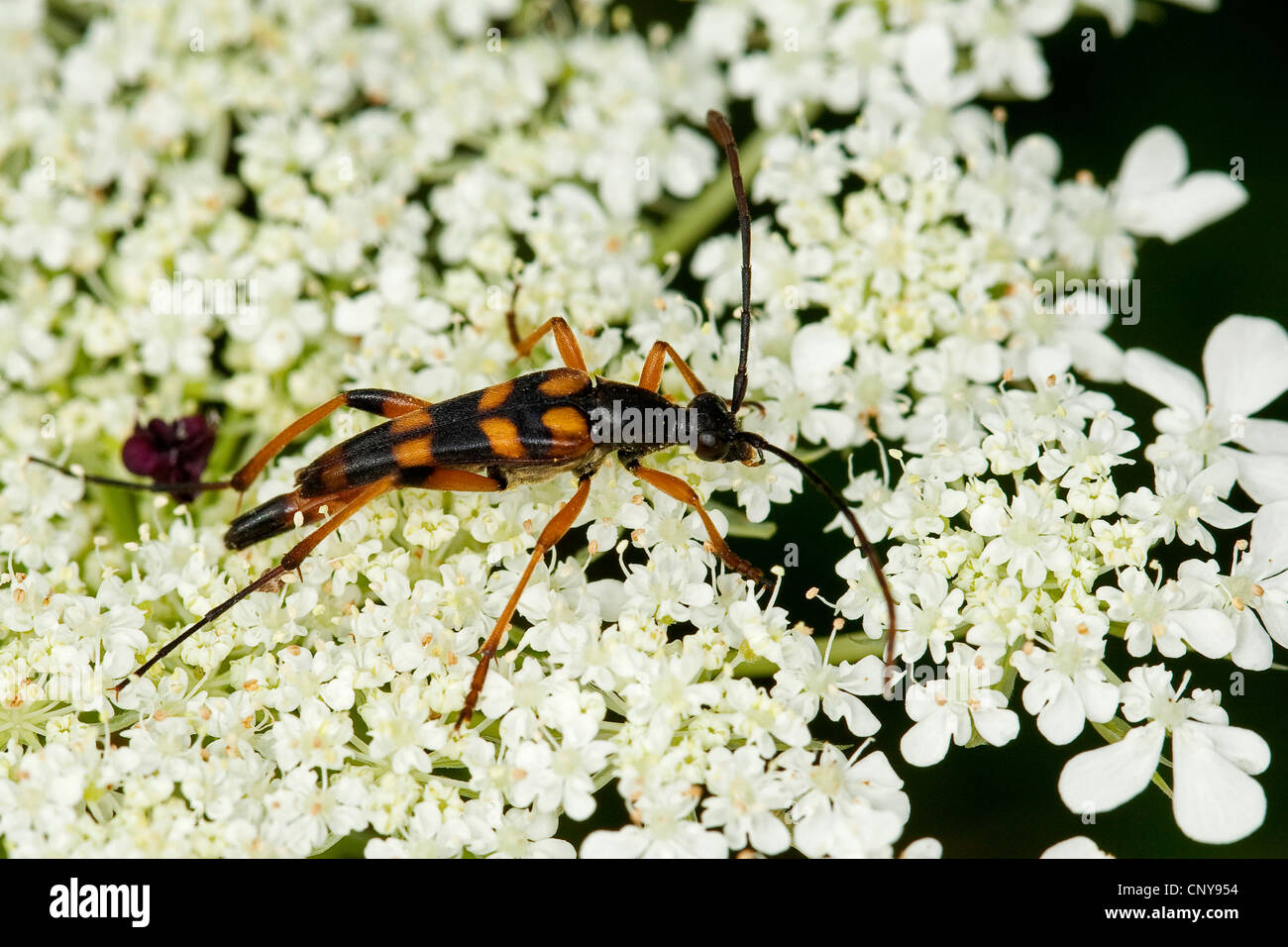 Long-horned beetle (Strangalia attenuata, Typocerus attenuata, Leptura attenuata), on blossoms, Germany Stock Photo