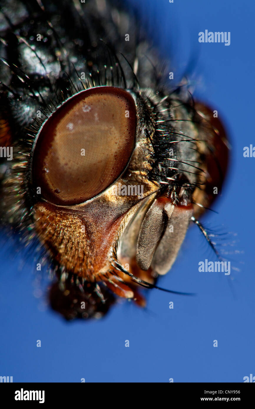 blue blowfly (Calliphora erythrocephala, Calliphora vicina), lateral portrait with compound eyes and drawn-in sucker Stock Photo