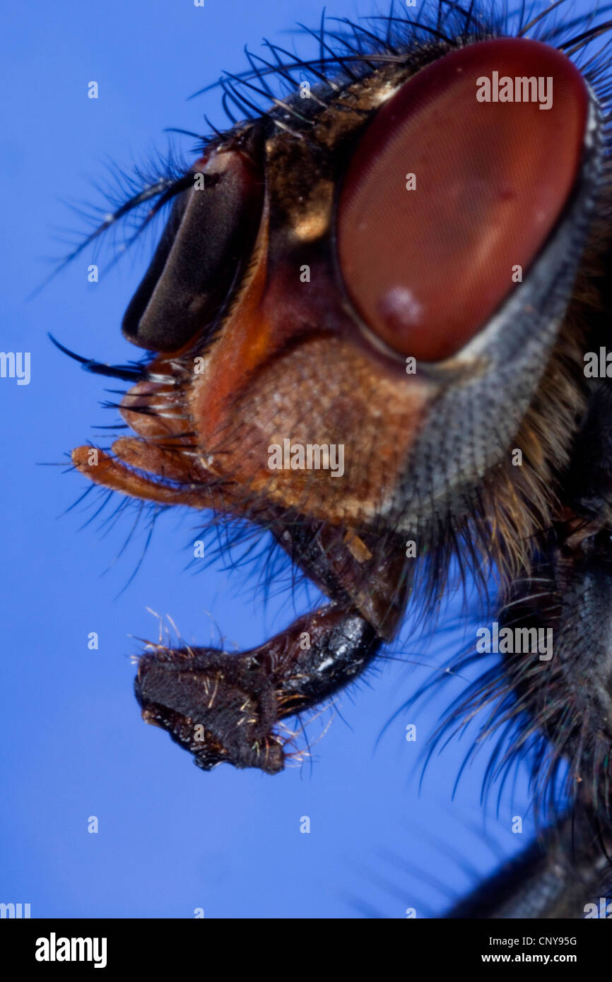 blue blowfly (Calliphora erythrocephala, Calliphora vicina), lateral portrait with compound eyes and lowered sucker Stock Photo