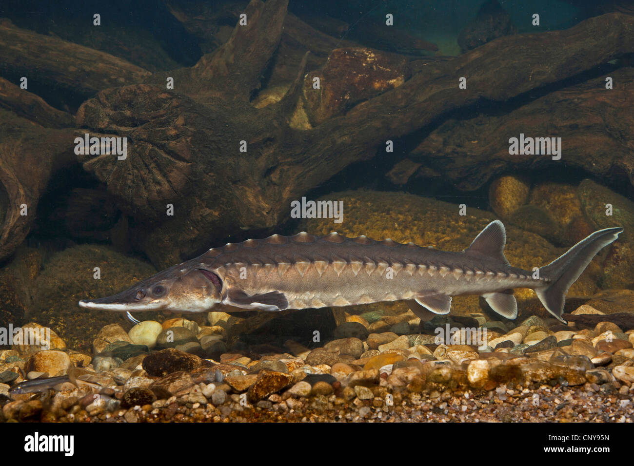 Atlantic sturgeon (Acipenser oxyrhynchus), at the pebble ground of a water Stock Photo
