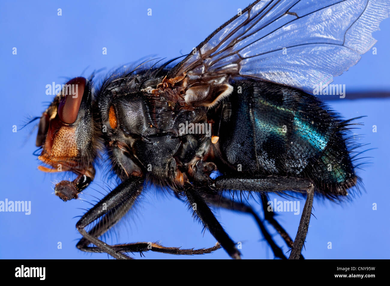 blue blowfly (Calliphora erythrocephala, Calliphora vicina), with lowered sucker Stock Photo