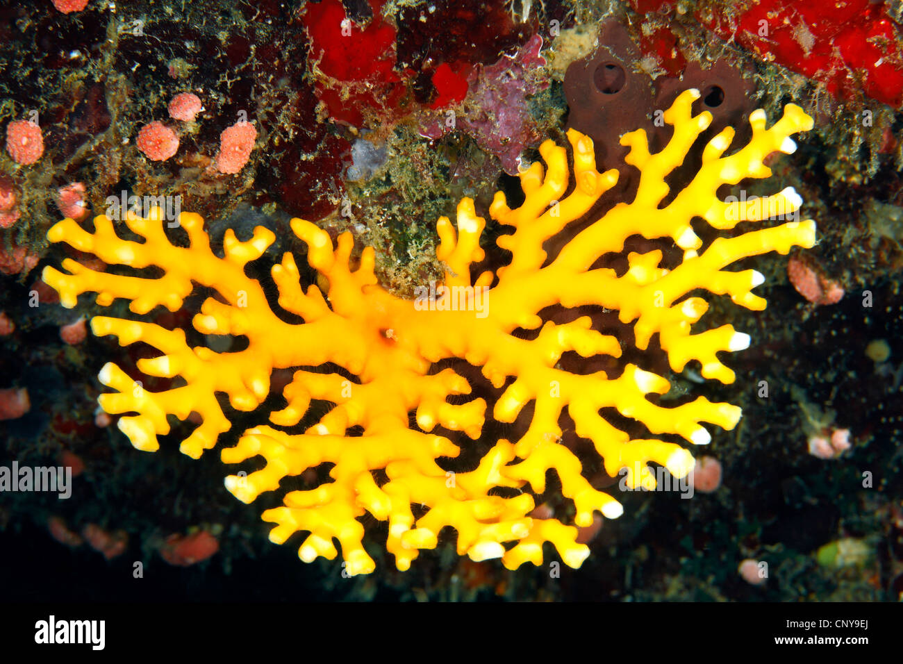 Yellow Lace Coral, Distichopora sp. Stock Photo