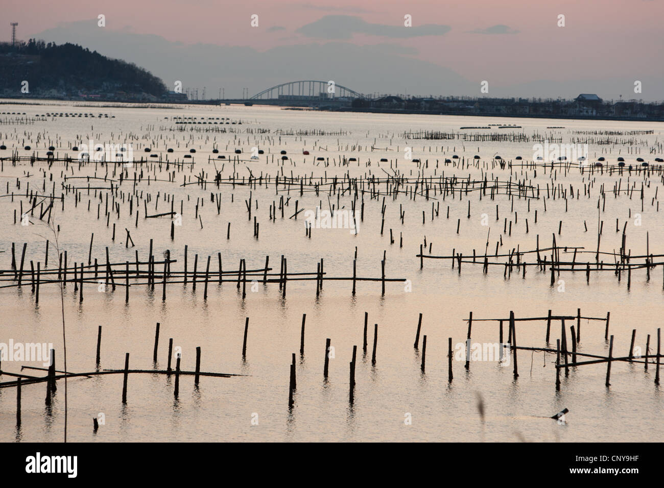 Oyster farm beds and wakame seaweed farming beds, near Ishinomaki