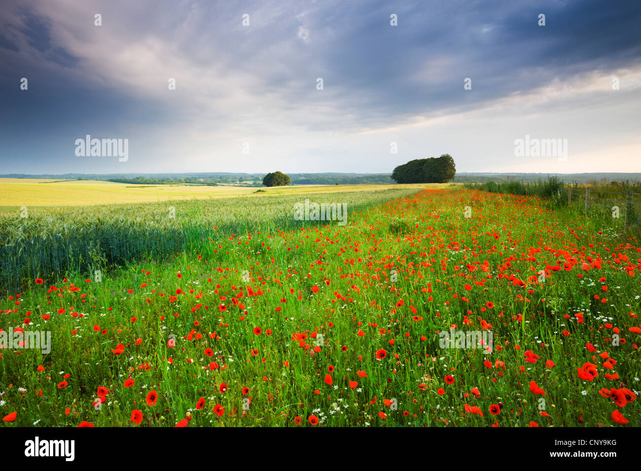 Wild Poppies growing in a field in Wiltshire, England. Summer (July) 2009 Stock Photo