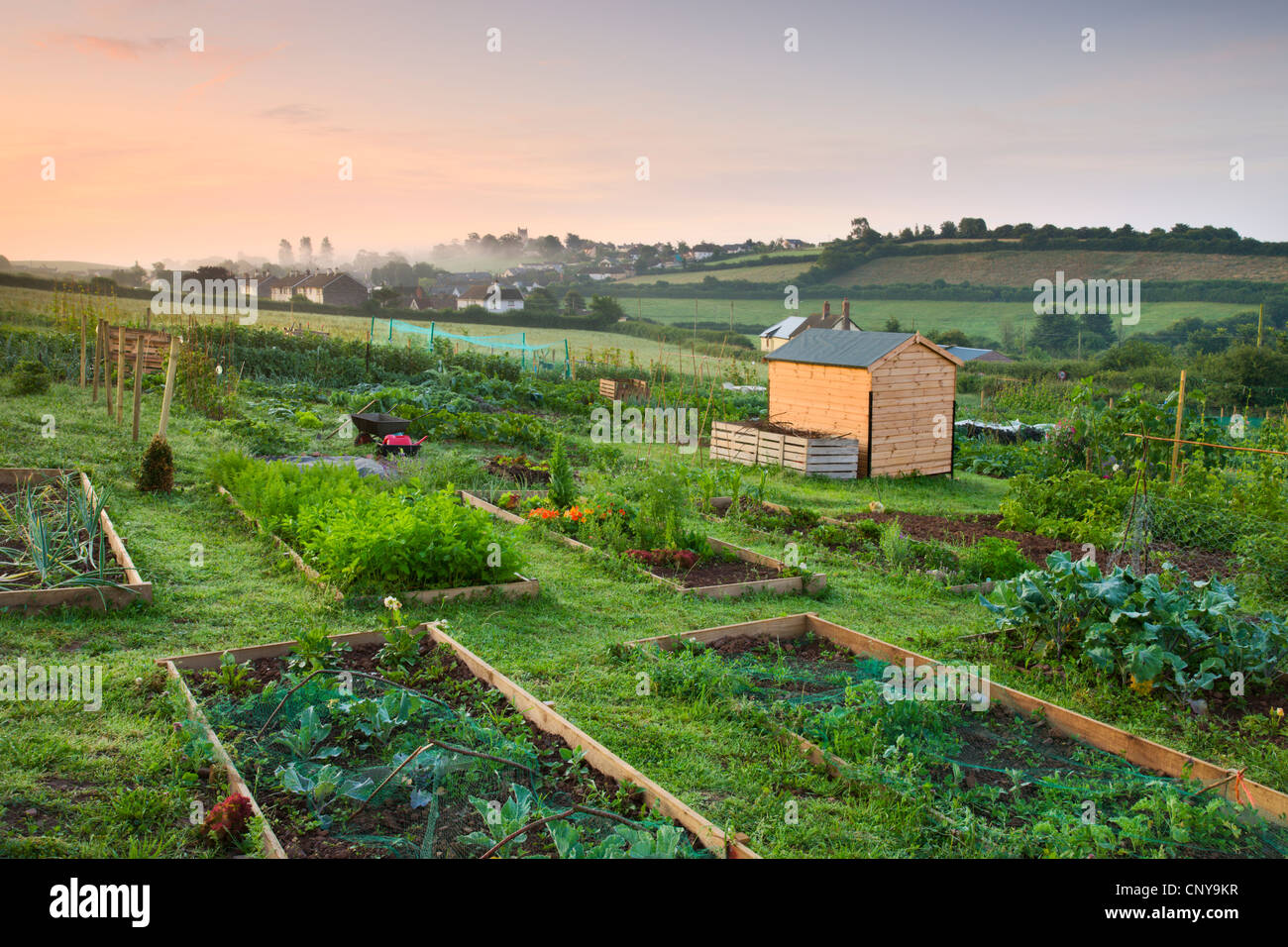 Raised beds on a rural allotment plot on the outskirts of the Mid Devon village of Morchard Bishop, Devon, England. Stock Photo