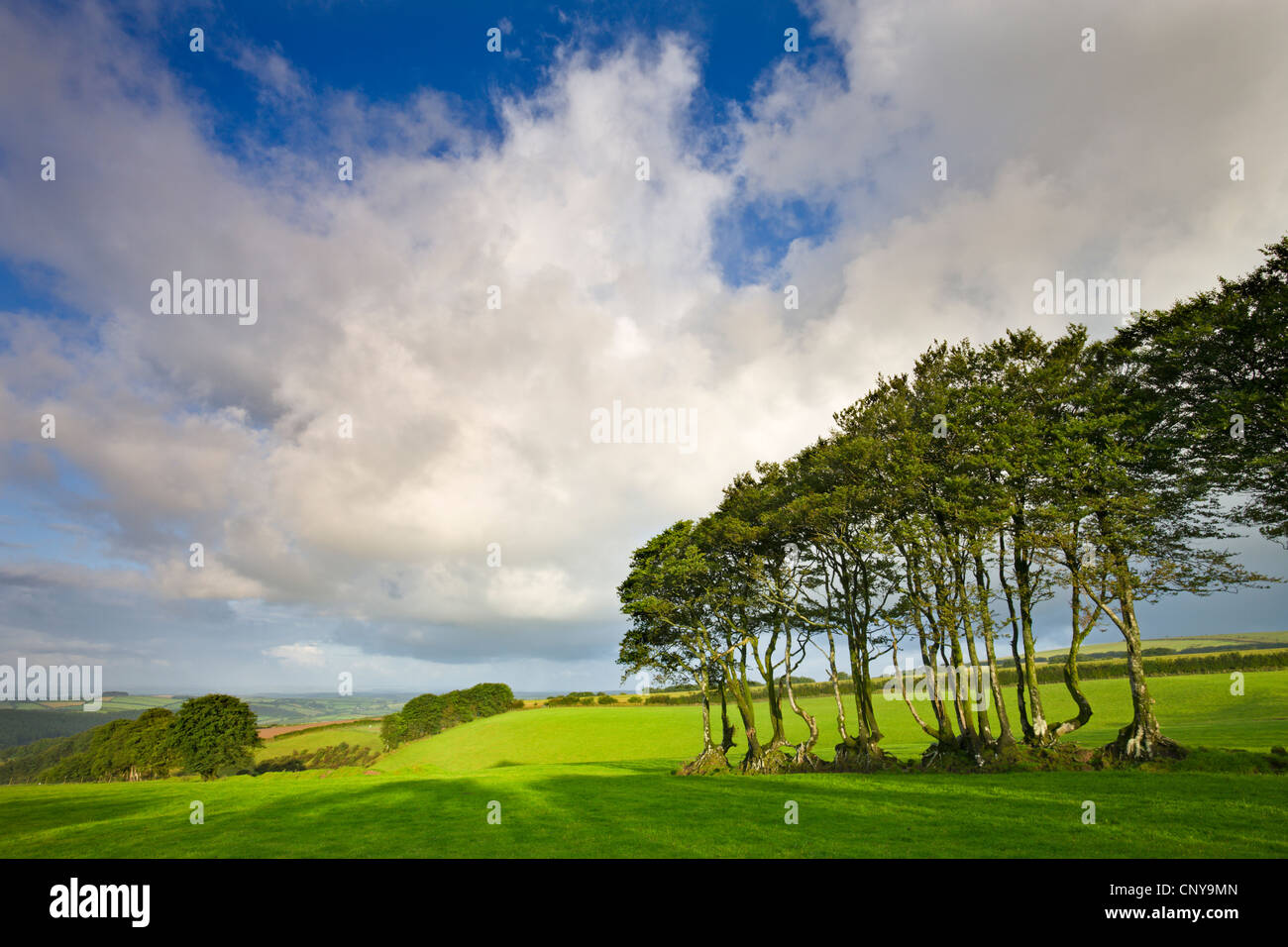 Ancient beech tree hedge in a field in Exmoor National Park, Devon England. Summer (July) 2009. Stock Photo
