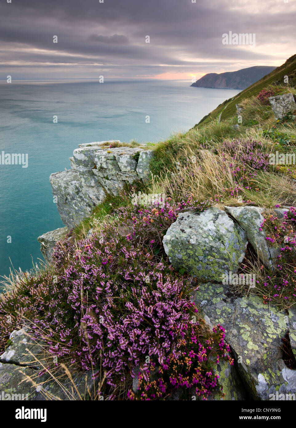 Flowering heather on the clifftops of the Valley of Rocks, looking east towards Foreland Point at sunrise, Exmoor Stock Photo