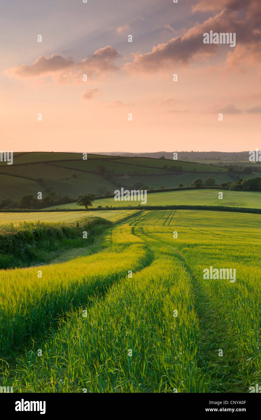 Summer crops growing in a field near Lanreath, Cornwall, England. Summer (June) 2010. Stock Photo