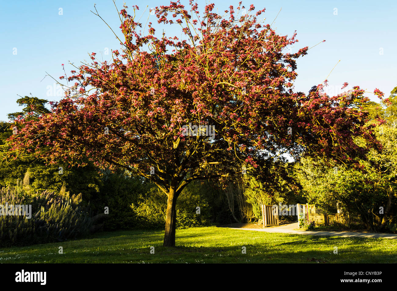 Red Tree landscape. Stock Photo