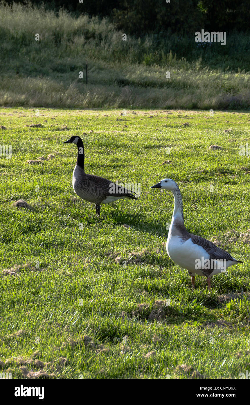 Canadian Geese. Stock Photo