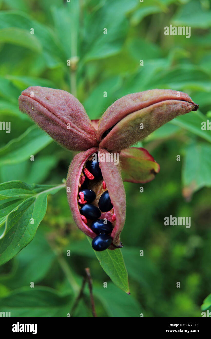 Paeony (Paeonia officinalis mollis, Paeonia mollis), open fruit Stock Photo