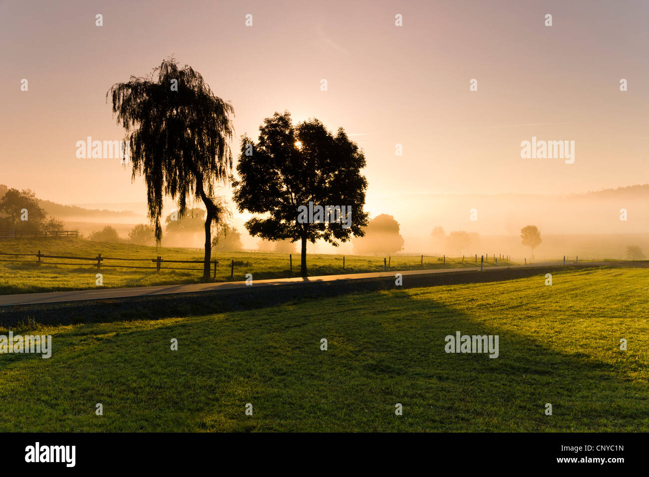meadows and silhouettes of trees in early morning fog at sunrise ...