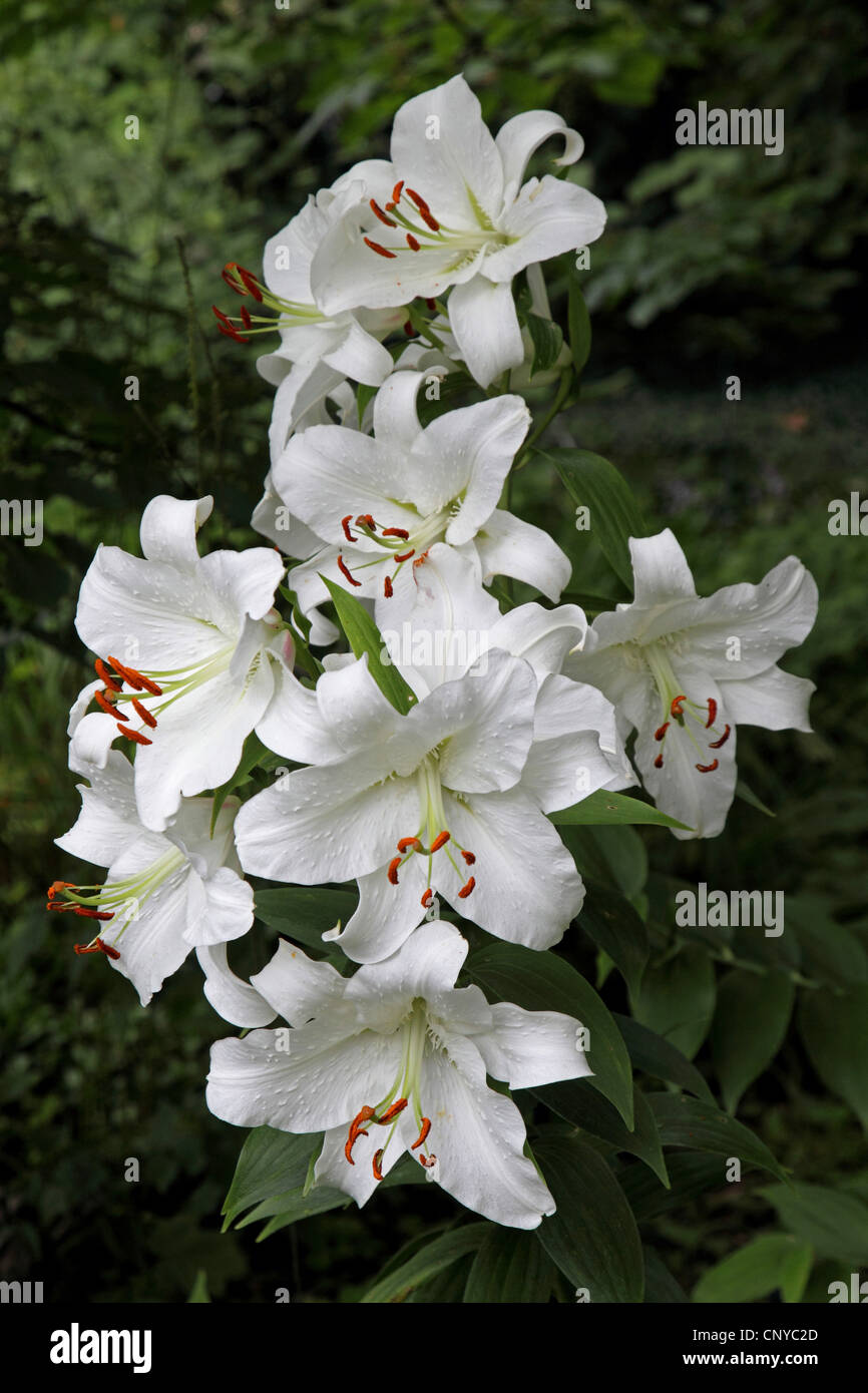 Album Lily  (Lilium speciosum 'Album', Lilium speciosum Album), flowers Stock Photo