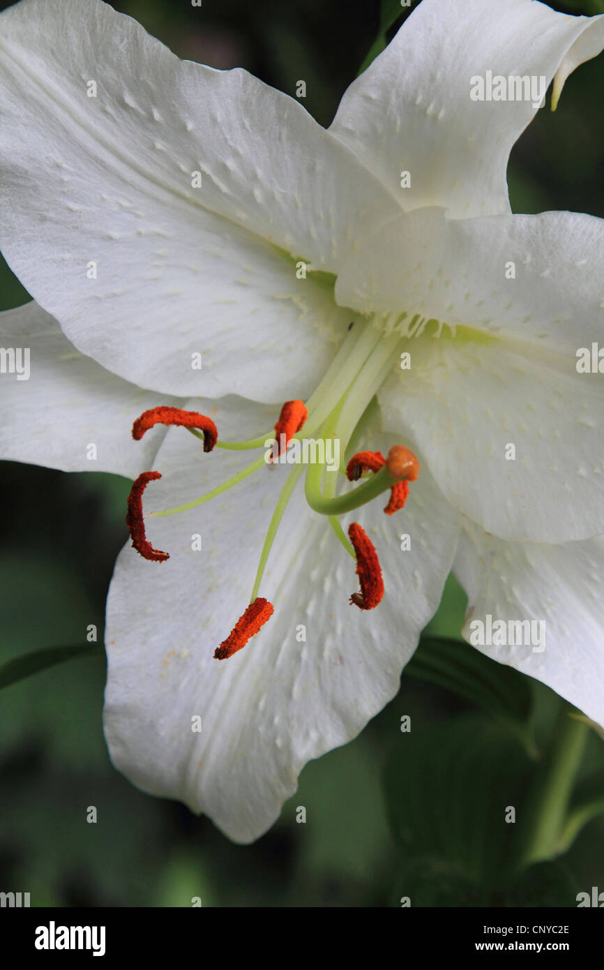 Album Lily  (Lilium speciosum 'Album', Lilium speciosum Album), flower Stock Photo